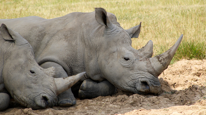 Two rhinos lounging at The Wilds park in Ohio