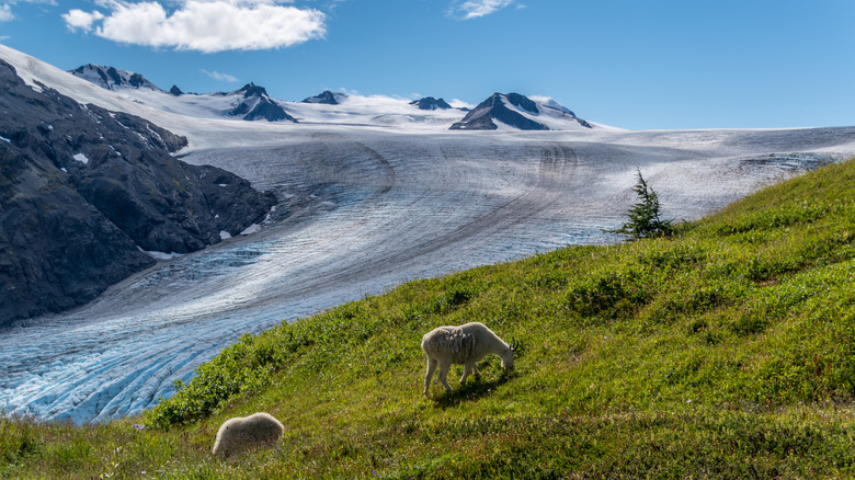 Mountain goats feeding on grass with Exit glacier in the background at Kenai Fjords National Park