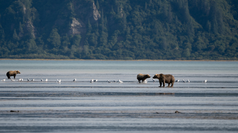 Bears fishing in Chinitna Bay