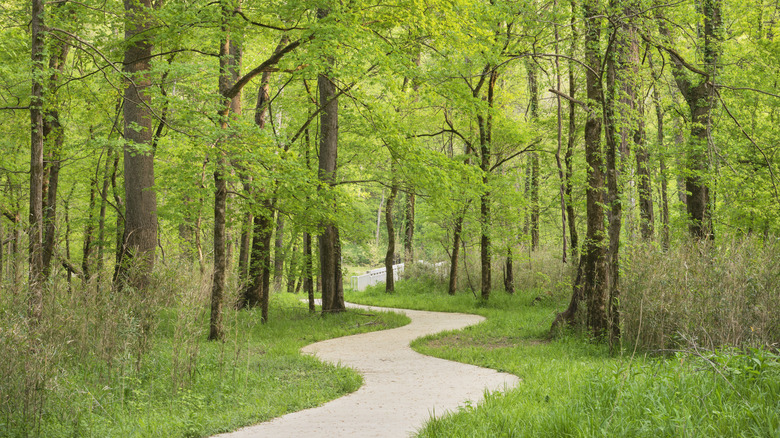 A pretty winding forest trail in Mammoth Cave National Park