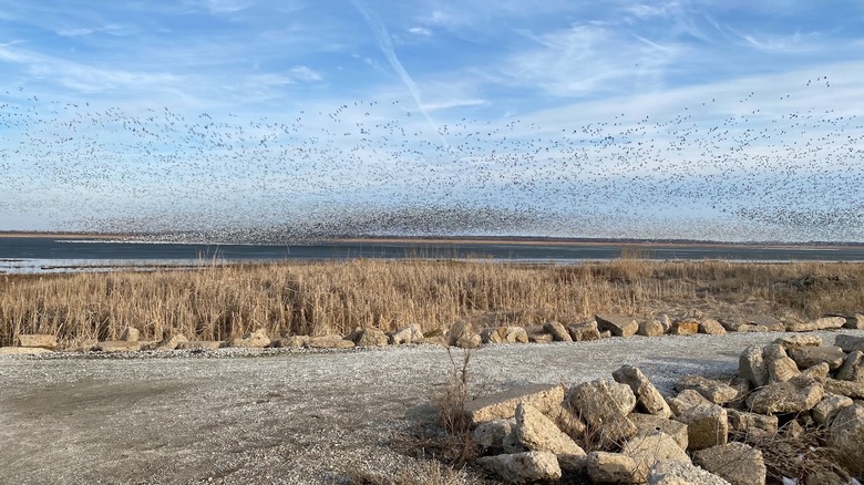 Thousands of birds fly in the sky above wetland Emiquon National Wildlife Refuge