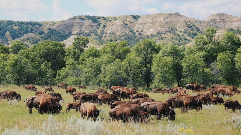 Bison grazing with a cliff in the background