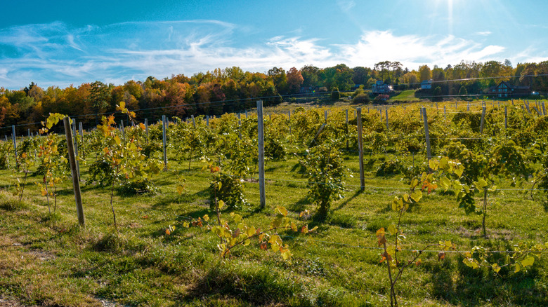 Vineyard in Champlain, New York