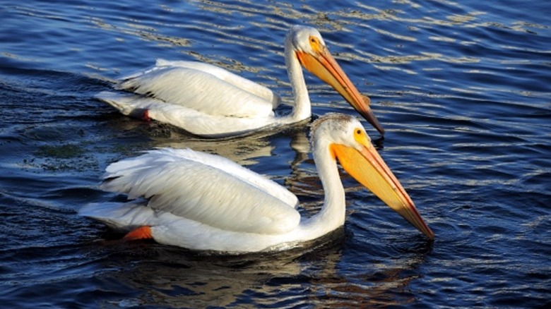 Two pelicans swim side by side in Lake Merrit