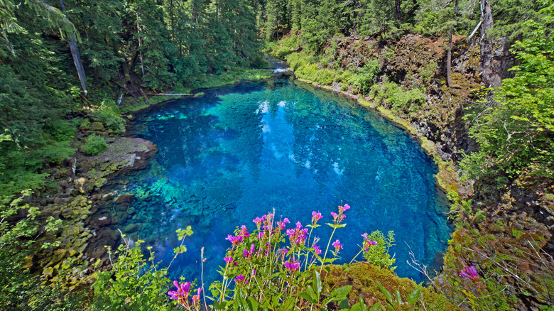 Blue water pool green forest pink flowers
