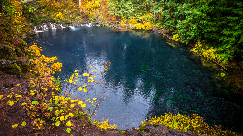 Freshwater pool with green and yellow foliage