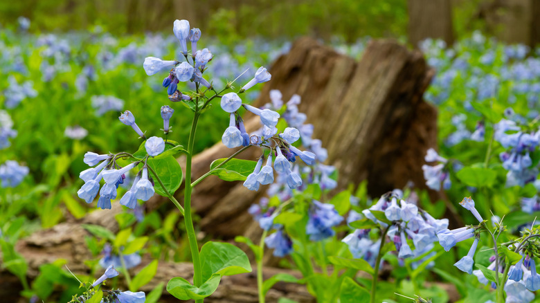 Bluebells and other wildflowers blooming in Illinois Canyon at Starved Rock State Park.