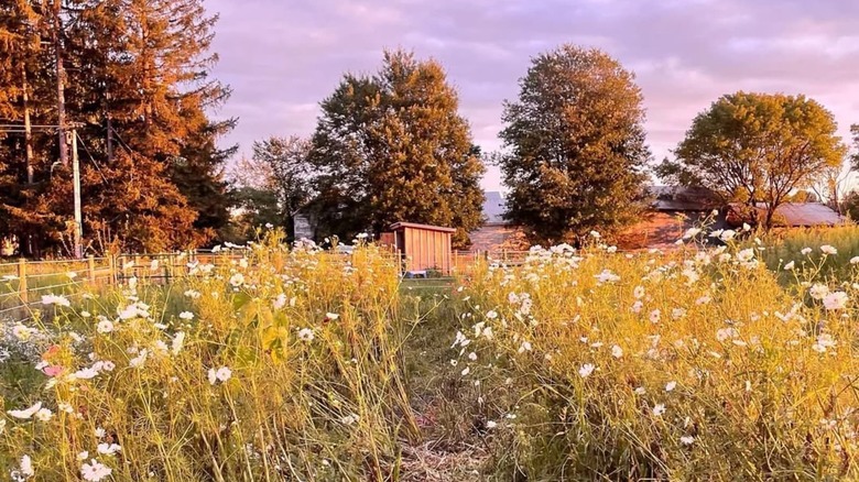 The Wildflower Meadow at the Berkshire Botanical Garden at dusk