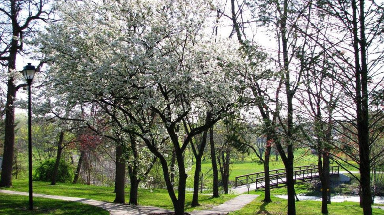 Waterloo Firemen's Park