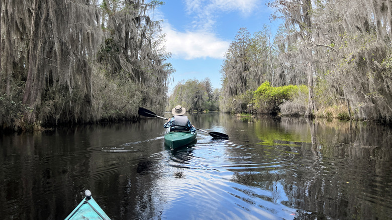 Kayakers in a marsh with cypress trees