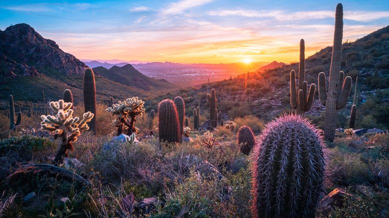The Sonoran Desert in Arizona