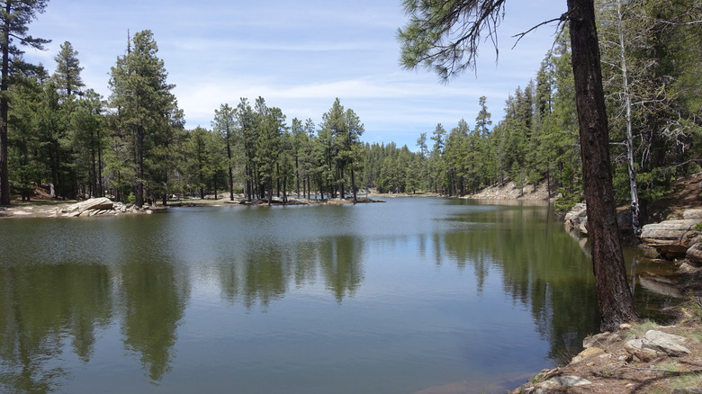 Trees surrounding Knoll Lake, Arizona on a sunny day