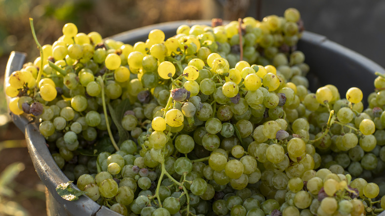 Metal bucket filled with green grapes for crushing