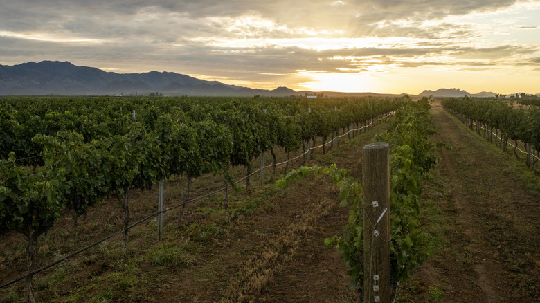 Sunrise over green vineyards with mountains in the distance