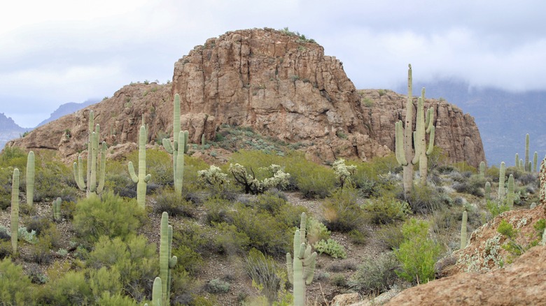 Desert terrain in Superior, Arizona