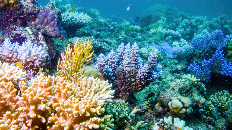 Coral in the Great Barrier Reef off the coast of Queensland, Australia
