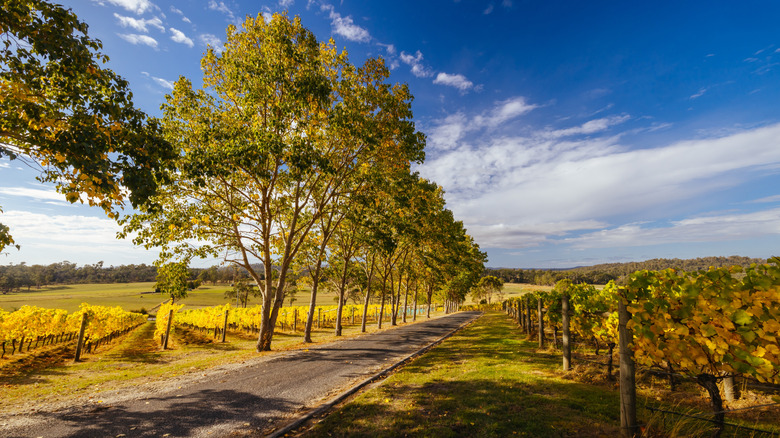 Tree-lined vineyard road with yellow autumn leaves in Tamar Valley
