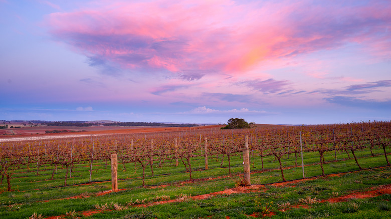 Vineyard in the Clare Valley, South Australia