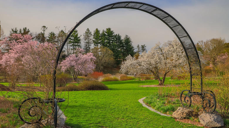 Arnold Arboretum botanical garden in Boston in spring
