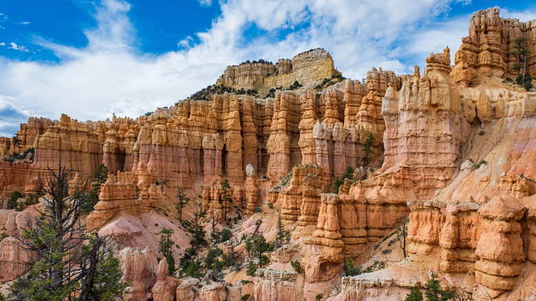 Fairyland Loop in Bryce Canyon, Utah, surrounded by hoodoos