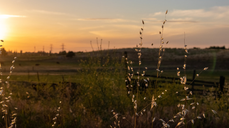 Field in Oakdale, Calif.
