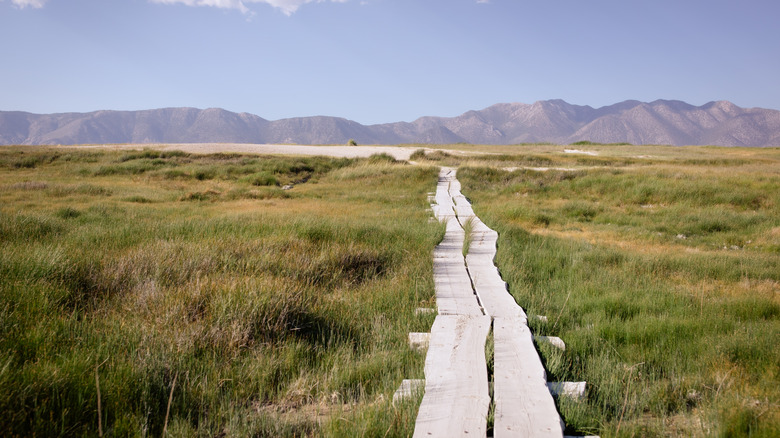 Eastern Sierra meadows outside of Mammoth Lake by Hilltop Hot Springs, California