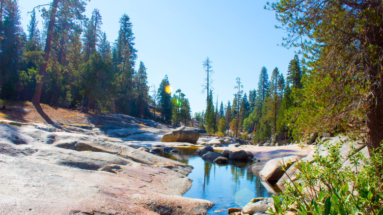 Trees and water in Dinkey Creek, California