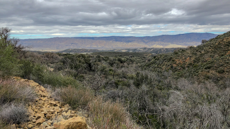 Sage brush in the Cuyama Valley looking toward the mountains