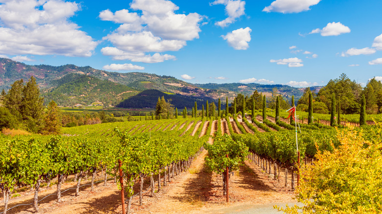 Vineyards backdropped by sun and mountains in California