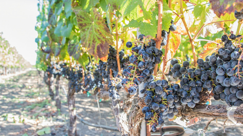 Vineyards in Ukiah Valley in California