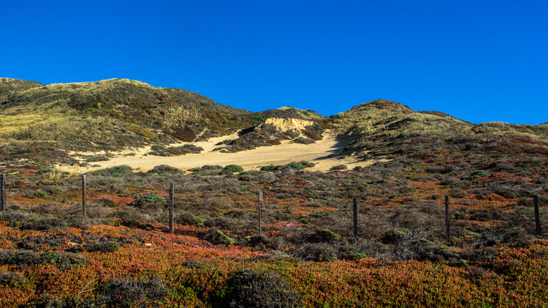 Sand dune covered in native plants and ice plant off Highway 1 in Northern California
