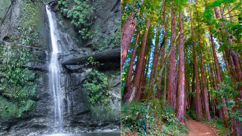 Maple Falls and a trail in Nisene Marks