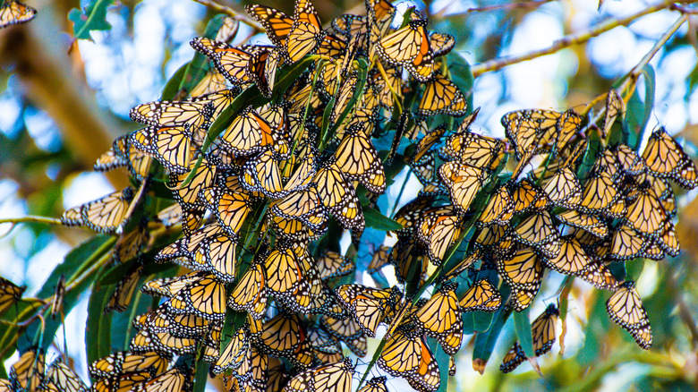 Monarch Butterflies at Pismo Beach, California