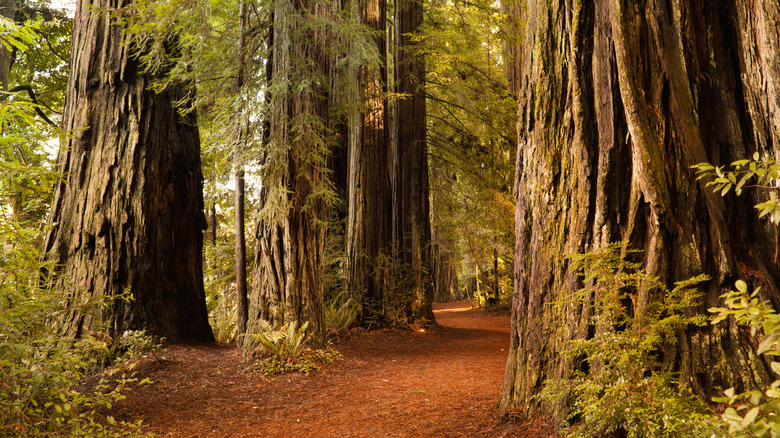 Giant redwoods in Humboldt Redwoods State Park