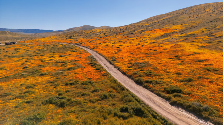 Aerial view of a trail through the Antelope Valley California Poppy Reserve.