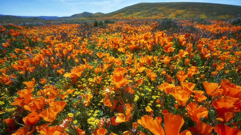 Antelope Valley California Poppy Reserve covered in golden poppies.