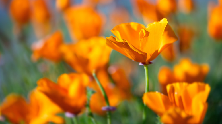 The iconic golden poppy, California's state flower.