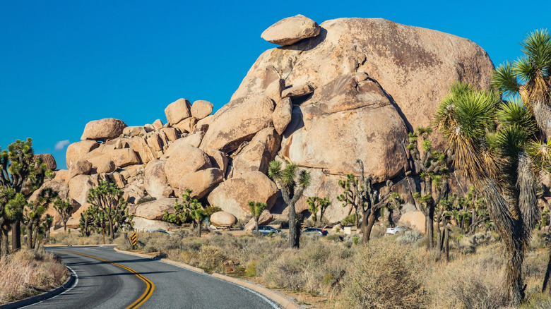 Rock formations and trees in California's Joshua Tree National Park from the road