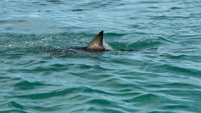 A great white shark fin showing above the water