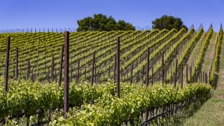 Vineyards in the rolling hills of Lompoc in Santa Barbara County wine country