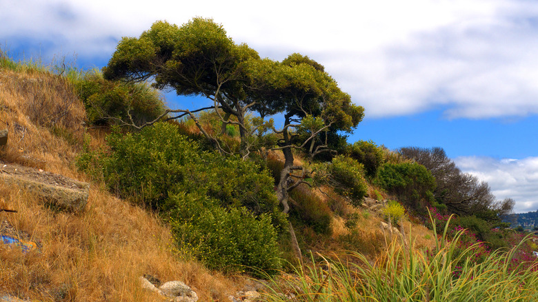 Trees on a hill at Albany Bulb, California