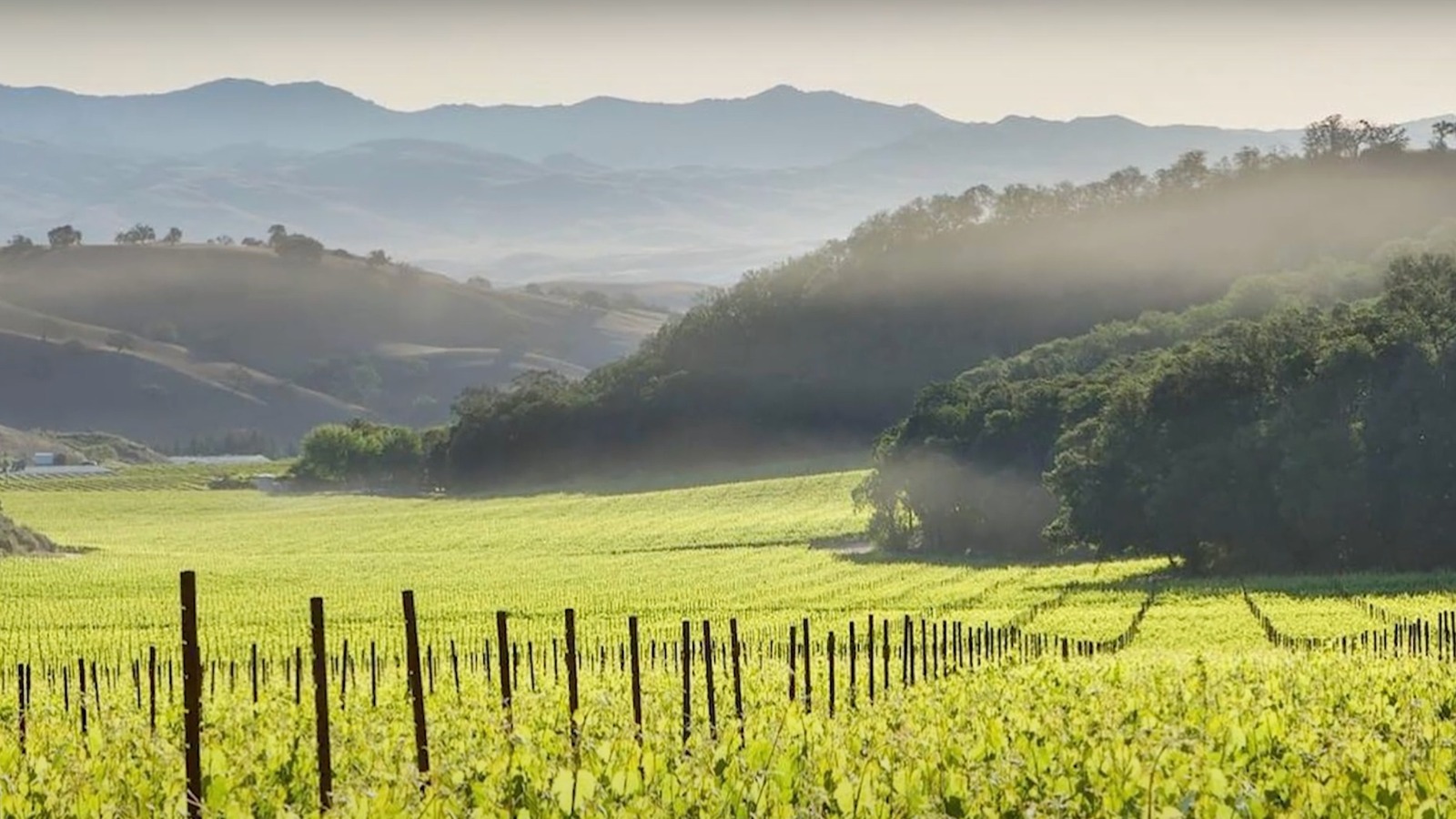 One Of California's Oldest Continuously Operating Vineyards Is A