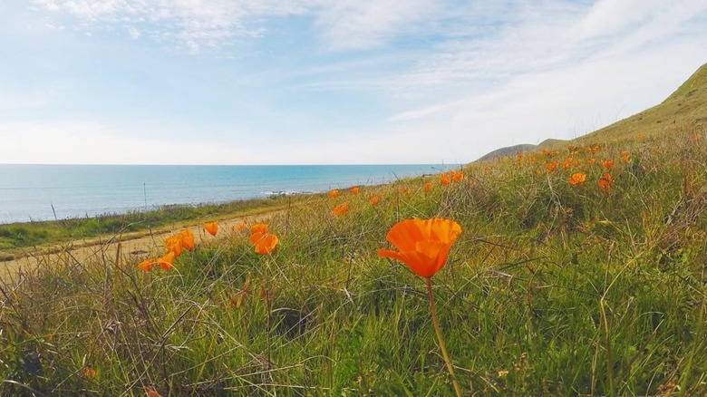 Poppies linking a trail at Harmony Headlands State Park on a clear day with the Pacific Ocean and green hills in the background