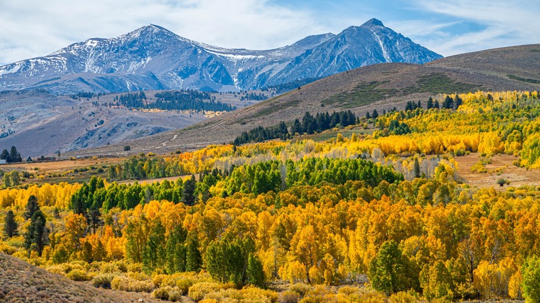 Forests turn yellow in Inyo National Forest of California