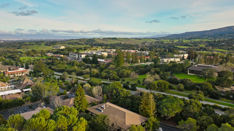 Greenery in Menlo Park, Califorina
