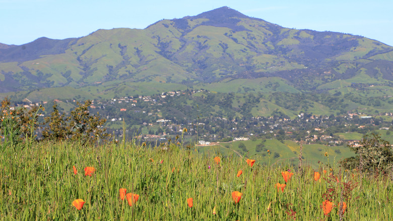 Flowers on East Bay hills
