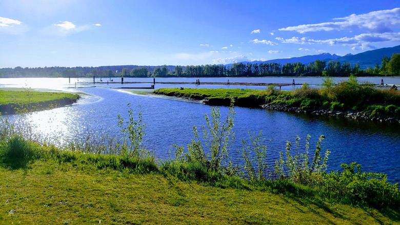 Blue waters flanked by grassy patch in Shoreline Park