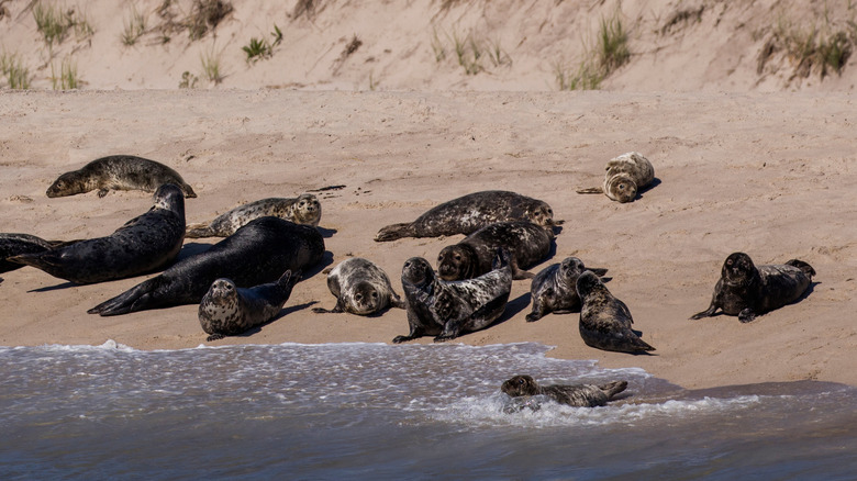 Group of seals on a beach at Monomoy National Wildlife Refuge in Massachusetts
