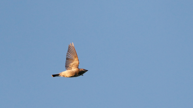 Lonely cedar waxwing (Bombycilla cedrorum) migrating over Higbee Beach, New Jersey
