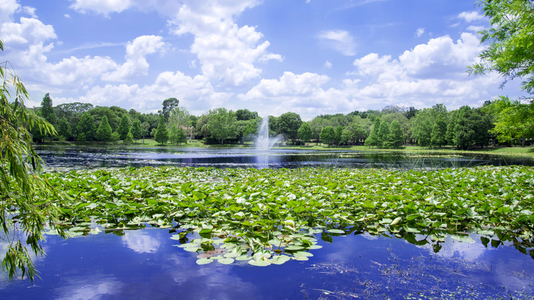 A lake with fountain and lilypads